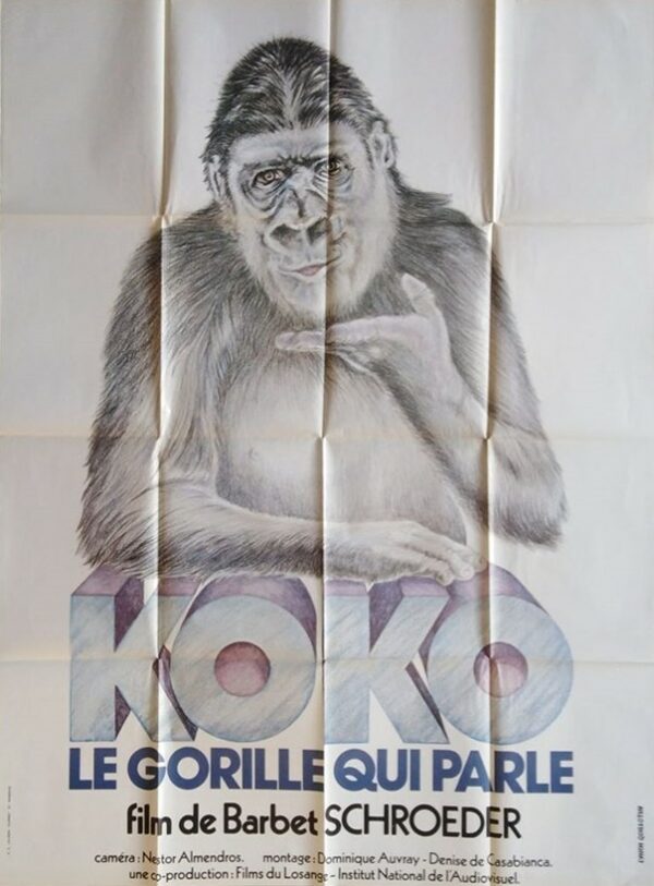 Koko le gorille qui parle.120x160